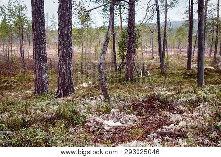 Forest-breeding Bean Goose Nest