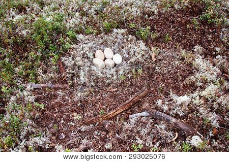 Forest-breeding Bean Goose Nest