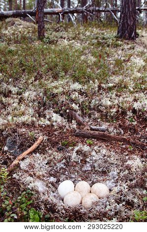 Forest-breeding Bean Goose Nest
