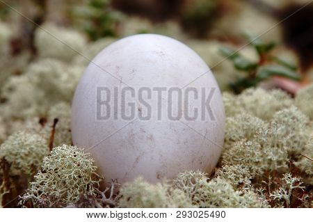 Egg Of The Wild Goose (bean Goose