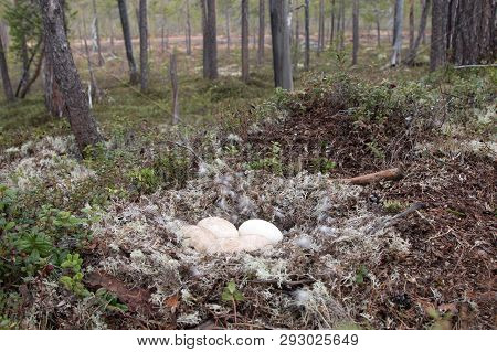 Forest-breeding Bean Goose Nest