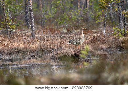 Forest-breeding Bean Goose