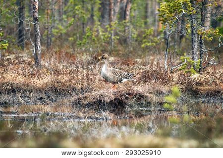 Forest-breeding Bean Goose