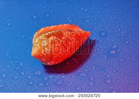 Conus Textile Seashell Poisonous Clam  Blue Water Drop Background