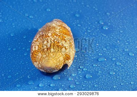 Conus Textile Seashell Poisonous Clam  Blue Water Drop Background