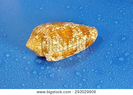 Conus Textile Seashell Poisonous Clam  Blue Water Drop Background