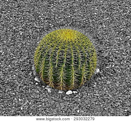 A Cactus Is A Member Of The Plant Family Cactaceae,a Family Comprising About 127 Genera With Some 17