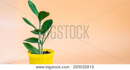 Young Zamioculcas Plant In Decorative Yellow Pot With Orange Background