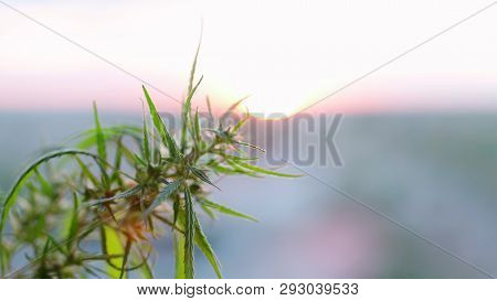 Marijuana Field During Sunset. Medical Antispasmodic Cannabis. Hemp Industrial Plantation In Sunligh