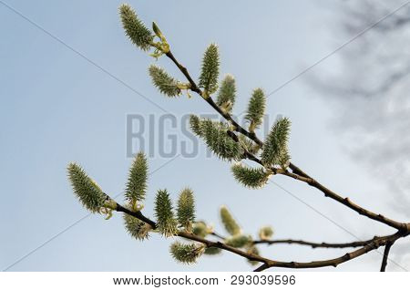 Green Earrings On A Tree Branch On A Sunny Spring Day, Closeup