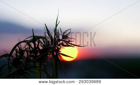 Marijuana Field During Sunset. Medical Antispasmodic Cannabis. Hemp Industrial Plantation In Sunligh