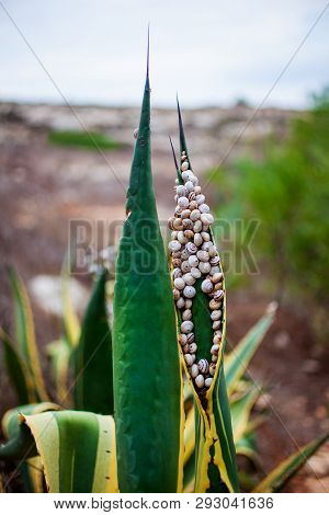 View Of Many Snails On The Agave Leaves