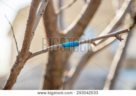 Grafting Trees In Spring. Gardening And Vegetable Garden. Selective Focus.