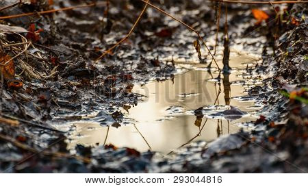Muddy Path With Puddle And Leaves, Rainy Day.