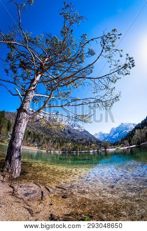 Tree On Lake Jasna With Mountains Razor And Prisojnik On The Horizont In Slovenia