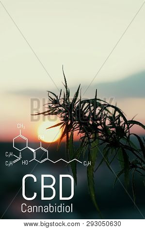 Image Cannabis Of The Formula Cbd. Marijuana Field During Sunset. Medical Antispasmodic Cannabis. He
