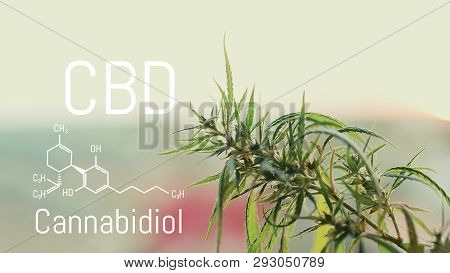 Image Cannabis Of The Formula Cbd. Marijuana Field During Sunset. Medical Antispasmodic Cannabis. He