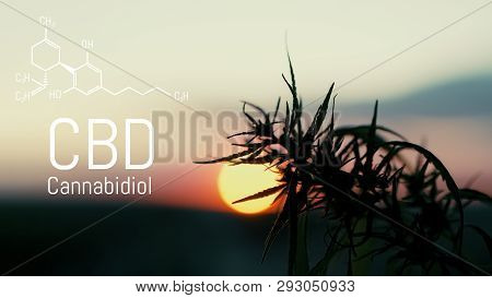 Image Cannabis Of The Formula Cbd. Marijuana Field During Sunset. Medical Antispasmodic Cannabis. He