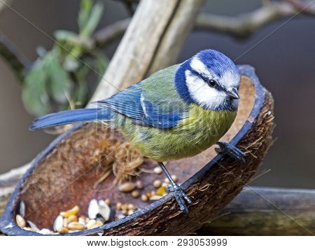 A Blue Tit Bird Perched On A Feeding Cup In Local Woodlands