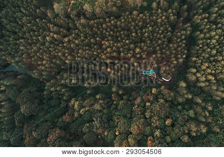 Ciherang Pine Trees Placed In Sumedang Indonesia