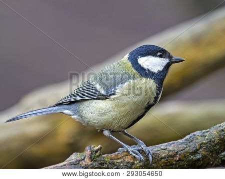 Great Tit Perching On Branch In Local Woodlands