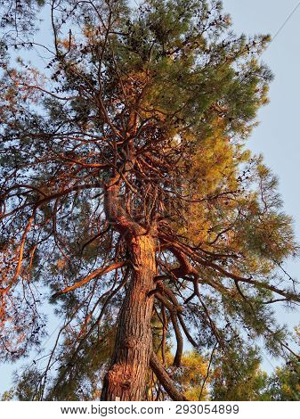 Pine With A Curved Trunk In The Rays Of Sunset. Background Image
