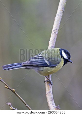 Great Tit Perching On Branch In Local Woodlands