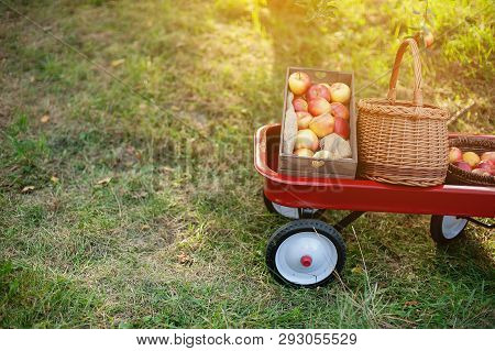Apple Harvest. Ripe Red Apples In The Basket On The Green Grass.