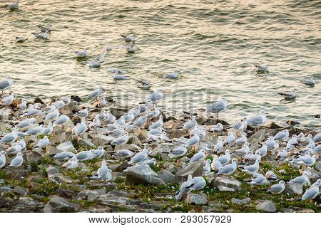 Poland, Larinae, A Flock Of Seagulls Sitting On The Stones On The Shore Of The Lake.