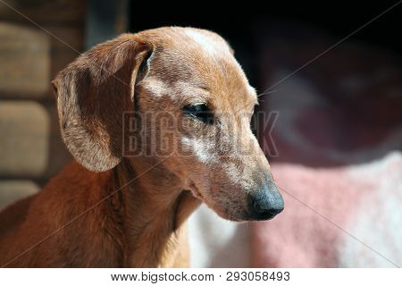 Blind Dachshund Dog Spring Garden Day Light