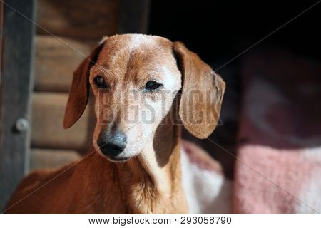 Blind Dachshund Dog Spring Garden Day Light