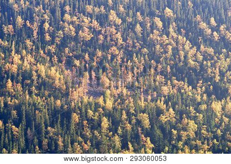 Morning Shooting Of The Rocky Slope Of Mount Syvula Gambler With Autumn Birches And Coniferous Fores