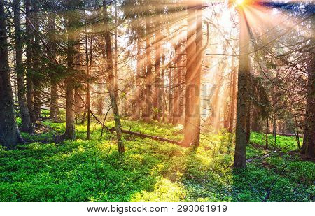 Fabulous Beams Of The Alpine Forest