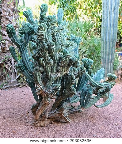 Ugly, Unsightly Cactus Unusual Appearance. A Cactus Is A Member Of The Plant Family Cactaceae,a Fami