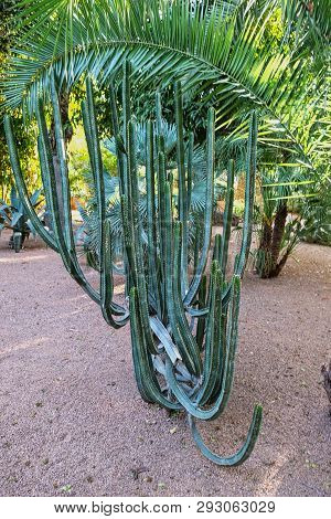Graceful Cactus. A Cactus Is A Member Of The Plant Family Cactaceae,a Family Comprising About 127 Ge