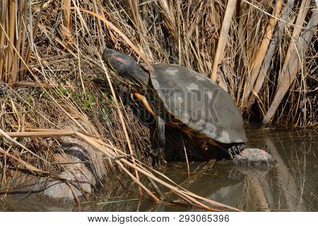 Sleeping Red-eared Slider Turtle Or Trachemys Scripta Elegans With Closed Eyelid On Bank Of Lake Wit