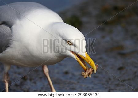 A Herring Gull Eating A Scavenged Bone