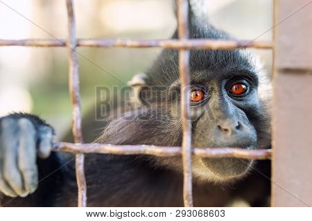 Portrait Of Sad Wild Mokey Hopelessly Looking Through Metal Cage. Caged Ape With Despair Depressed E
