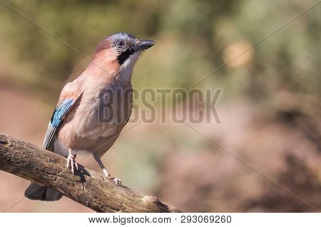 Eurasian Jay Sitting On A Tree Branch