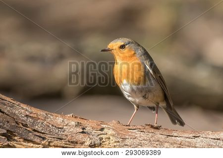 Robin Posing On A Tree Branch In The Sun