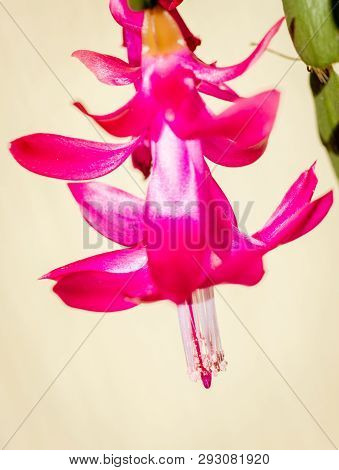 Close Up Of A Beautiful Christmas Cactus Pink Flowers Schlumbergera Truncata. Unfocused Background.