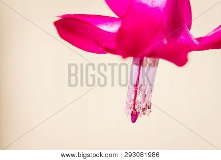 Close Up Of A Beautiful Christmas Cactus Pink Flowers Schlumbergera Truncata. Unfocused Background.