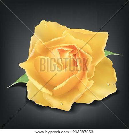 Realistic Yellow Rose On Dark Background, Vector Illustration