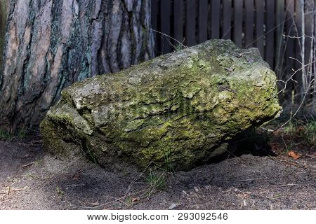 Large Decorative Stone Covered With Green Moss Dipped Into The Ground And Laying Next To The Tree Tr