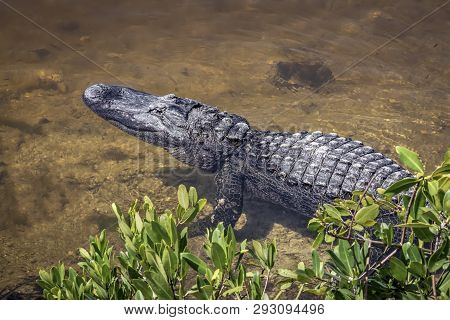An Alligator Waits Motionless On The Edge Of A Florida Pond In Ding Darling National Wildlife Refuge