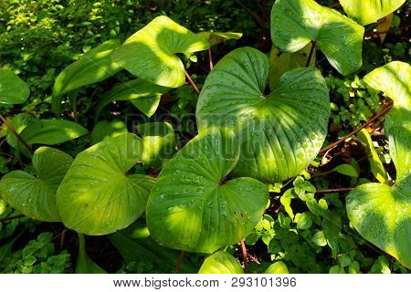 Close Up Water Wet On The Flamingo Flower. Rain Drop And Sunlight On Anthurirm Green Leafs. Abstract