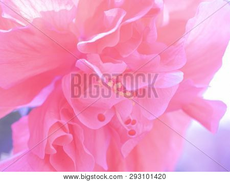 Full Frame Pink Shoe Flower Or Chinese Rose. Blurred Hibicus Hybrid Use For Background.