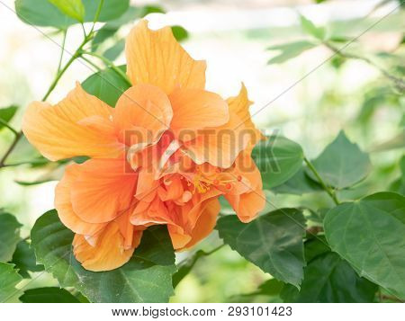 Orange Shoe Flower Or Chinese Rose And Green Leafs With Sunlight. Hibicus Hybrid Popular Planting De