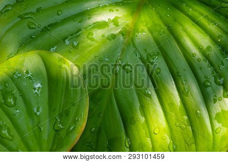 Close Up Rain Drop And Sunlight On Anthurirm Green Leafs. Abstract Background And Texture Of Plant L