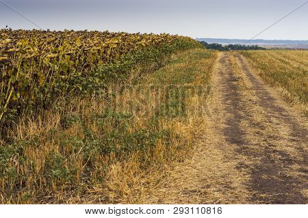 Late Summer On The Fields Of Moldavia, Romania